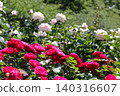 Red and white roses in full bloom 140316607