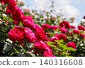 Red roses in full bloom 140316608