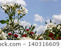 Blue sky and white roses 140316609