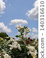 Blue sky and white roses 140316610