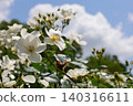 Blue sky and white roses 140316611