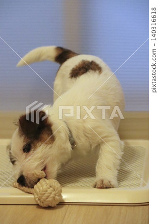 傑克羅素梗幼犬(玩繩子) 傑克羅素梗幼犬(玩繩子) 140316618