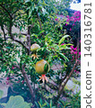 Pomegranates on a tree 140316781