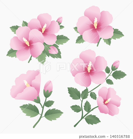 Mugunghwa Korean rose of sharon flower vector illustration set Mugunghwa Korean rose of sharon flower vector illustration set 140316788
