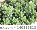 多汁植物 多汁植物 140316813