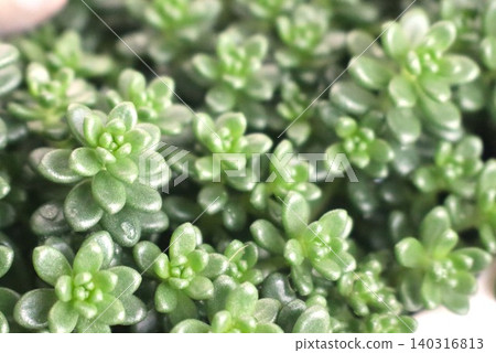 多汁植物 多汁植物 140316813
