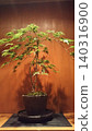 The beauty of maple bonsai 140316900