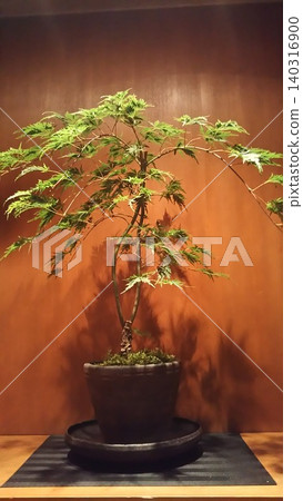 The beauty of maple bonsai The beauty of maple bonsai 140316900