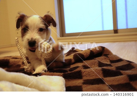 Jack Russell Terrier puppy (playing) Jack Russell Terrier puppy (playing) 140316901