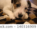 傑克羅素梗幼犬(特寫) 傑克羅素梗幼犬(特寫) 140316909