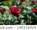 A red rose photographed with a blurred background. 140316924