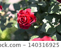 Red roses illuminated by sunlight filtering through the trees 140316925
