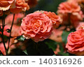 A close-up of a rose garden with orange roses in bloom. 140316926