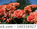 Orange roses blooming against a blue sky 140316927
