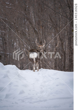 A male deer walking in the snow A male deer walking in the snow 140316928