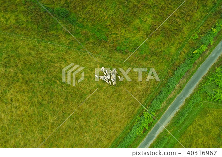 An aerial photograph showing a flock of sheep grazing in a green pasture, viewed from directly above. An aerial photograph showing a flock of sheep grazing in a green pasture, viewed from directly above. 140316967