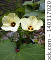 Okra's Flower 140317020