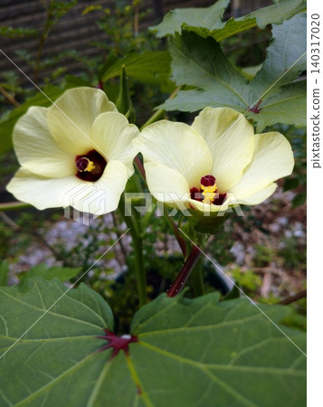 Okra's Flower Okra's Flower 140317020