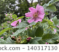 Pink wild rose flower with raindrops on petals and leaves 140317130