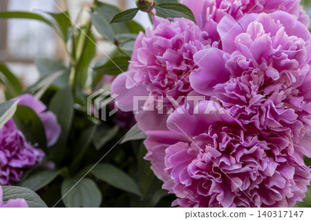 Close-up Shot of Lush and Vibrant Pink Peony Flowers Blooming in Full Bloom, Beautiful Spring Garden Background 140317147