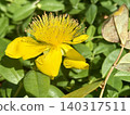 Yellow flower 140317511
