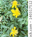 Yellow flower 140317512