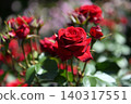 A rose garden with red roses and buds in bloom. 140317551