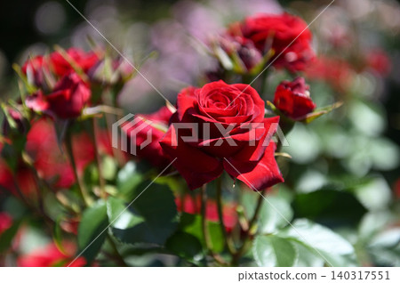 A rose garden with red roses and buds in bloom. A rose garden with red roses and buds in bloom. 140317551