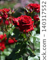 A red rose photographed with a blurred background. 140317552