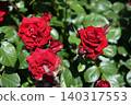 A cluster of red roses in full bloom 140317553