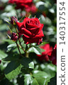 A close-up of a red rose blooming with its buds still intact. 140317554