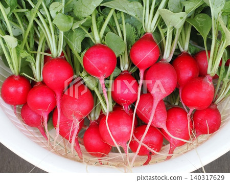 A bountiful harvest of radishes 140317629