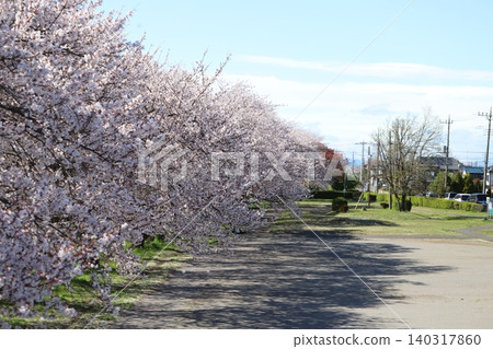 埼玉縣蓮田市元荒川河床公園的染井吉野櫻花盛開。 埼玉縣蓮田市元荒川河床公園的染井吉野櫻花盛開。 140317860