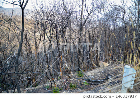 山火過後,岡山市南區樹木被燒焦。 山火過後,岡山市南區樹木被燒焦。 140317937