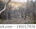 After the wildfire - charred trees in Minami Ward, Okayama City After the wildfire - charred trees in Minami Ward, Okayama City 140317938