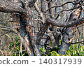 After the wildfire - charred trees in Minami Ward, Okayama City After the wildfire - charred trees in Minami Ward, Okayama City 140317939