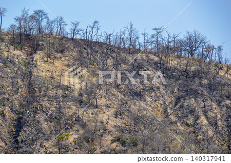 After the forest fire ~ Minami Ward, Okayama City After the forest fire ~ Minami Ward, Okayama City 140317941