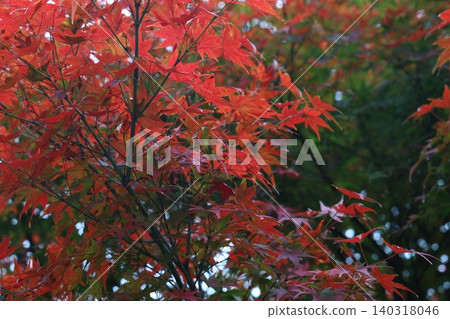 Autumn leaves Autumn leaves 140318046