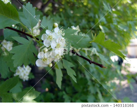 Close-up shot captures vibrant white hawthorn blossoms blooming on a branch with green, deeply lobed leaves. The delicate flowers feature prominent yellowish stamens against a blurred backdrop Close-up shot captures vibrant white hawthorn blossoms blooming on a branch with green, deeply lobed leaves. The delicate flowers feature prominent yellowish stamens against a blurred backdrop 140318168