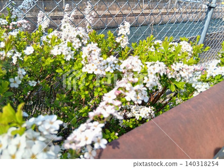 white flowers along the road white flowers along the road 140318254