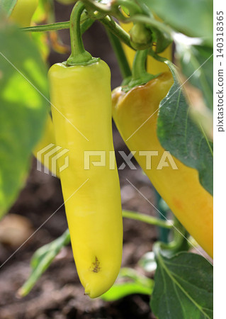 Yellow chilli pepper fruits in close up 140318365