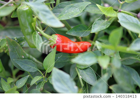 Red chilli pepper fruit in close up Red chilli pepper fruit in close up 140318413