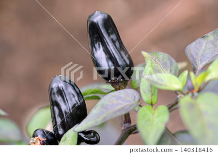 Black chilli pepper fruits in close up Black chilli pepper fruits in close up 140318416