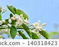 Hassaku flower 1 140318423