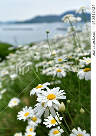 The sea of Innoshima Taguma and pyrethrum 140318424