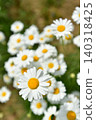 The shape of the pyrethrum flower 140318425