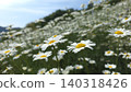 Pyrethrum lilies gazing at the sky 140318426