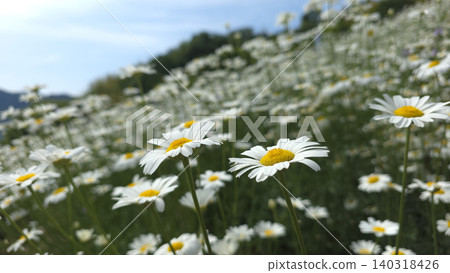 Pyrethrum lilies gazing at the sky 140318426