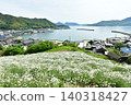 Pyrethrum and the Sea of Innoshima Takuma 140318427
