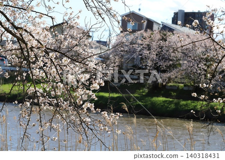 Somei-yoshino cherry blossoms blooming on a riverbank in spring Somei-yoshino cherry blossoms blooming on a riverbank in spring 140318431